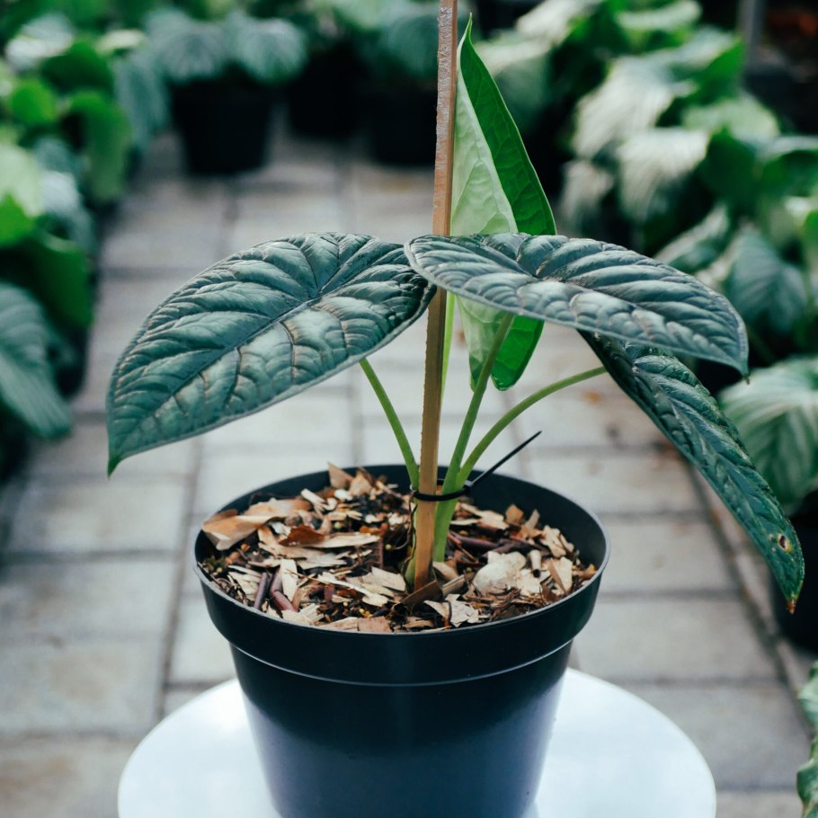 Alocasia Zebrina