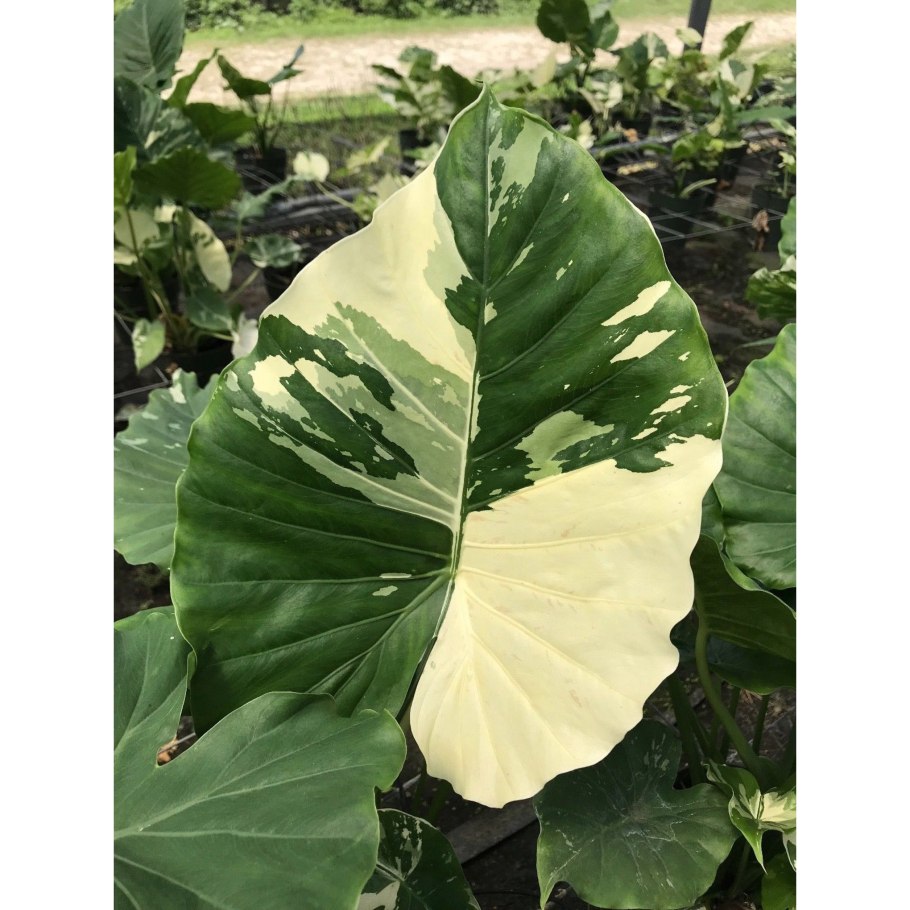 Алоказия Кукулата Вариегата