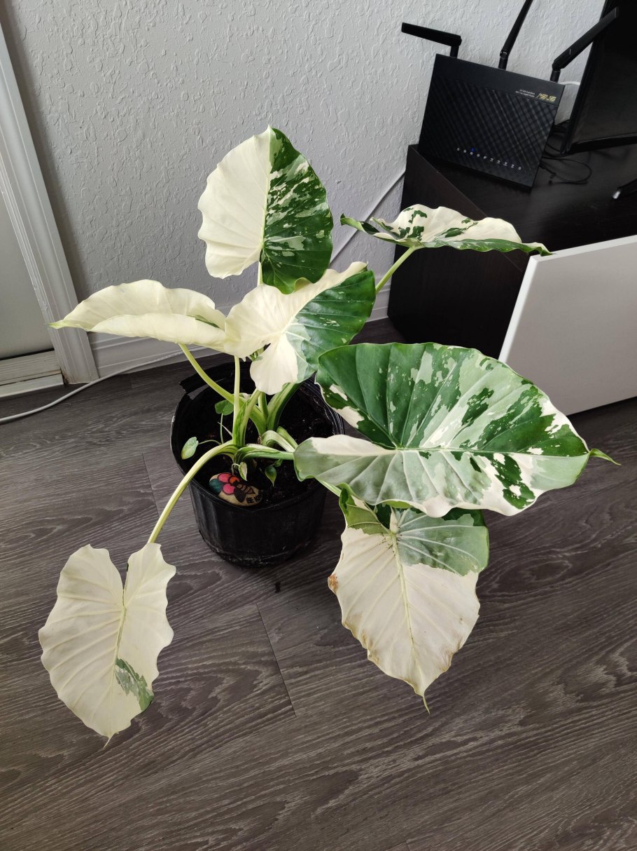 Алоказия Cobra variegata