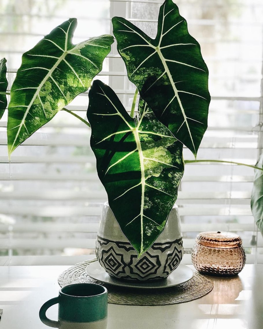 Алоказия брансифолия