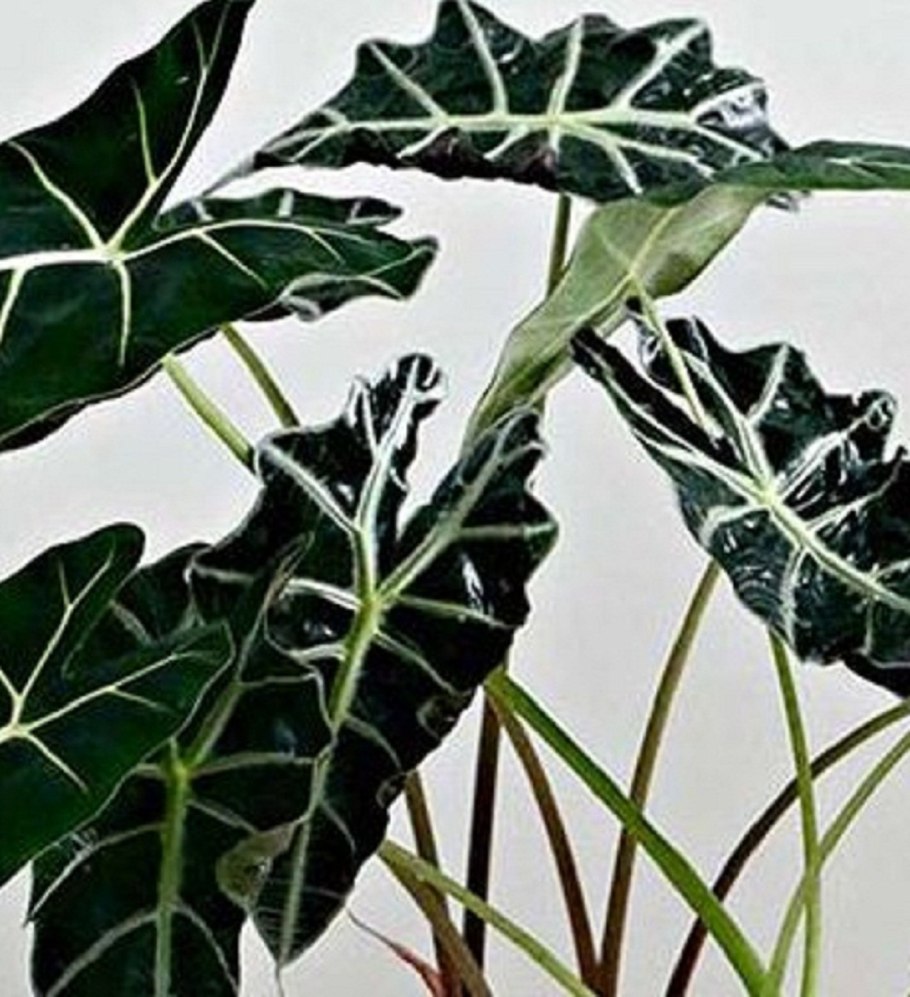 Алоказия ОДОРА вариегатная