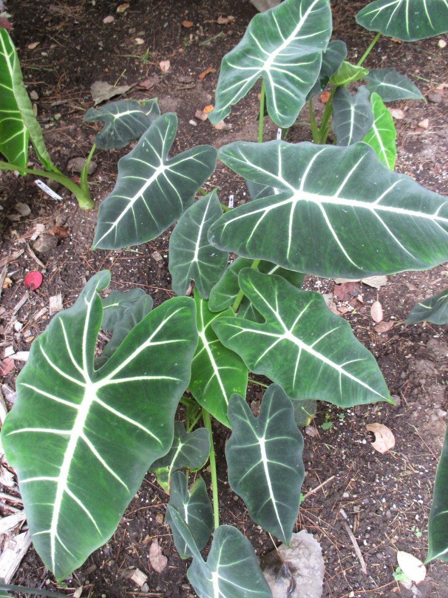 Алоказия макрориза