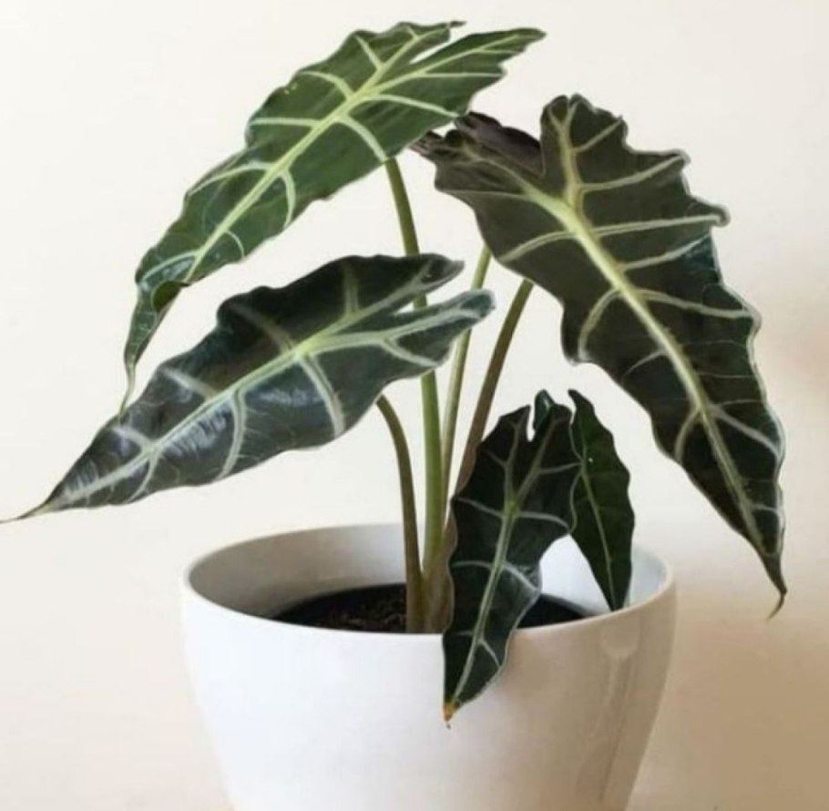 Алоказия керли