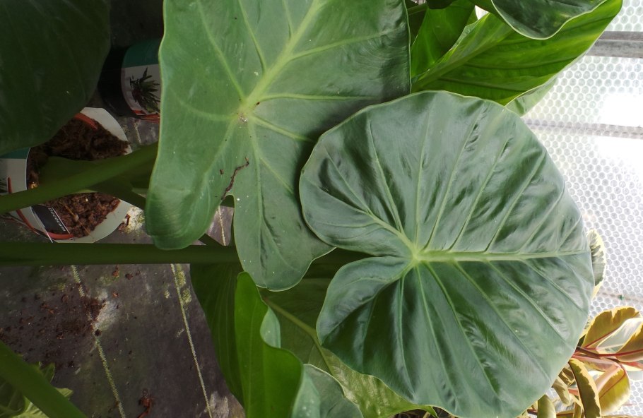 Алоказия сандериана Нобилис