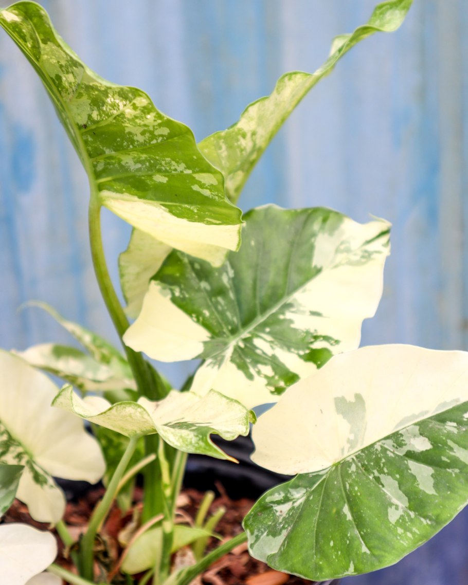 Алоказия ОДОРА вариегатная