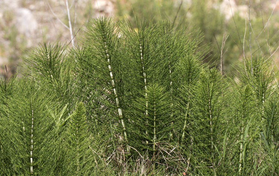 Хвощ зимующий Equisetum hyemale
