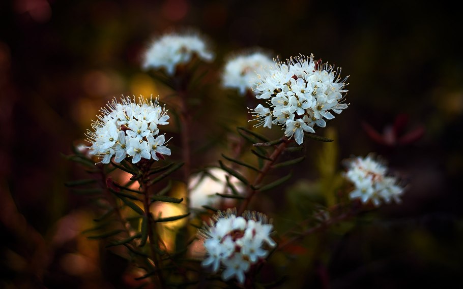 Багульник Балагур