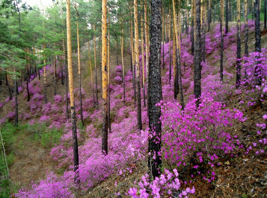 Багульник Республика Коми