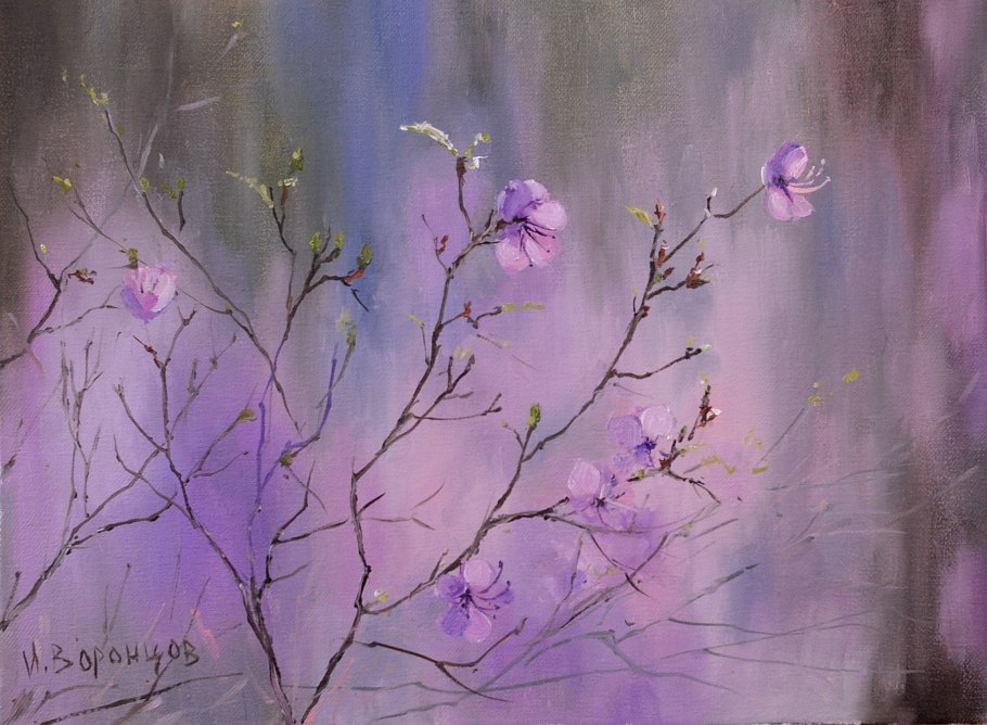 Зацвел багульник