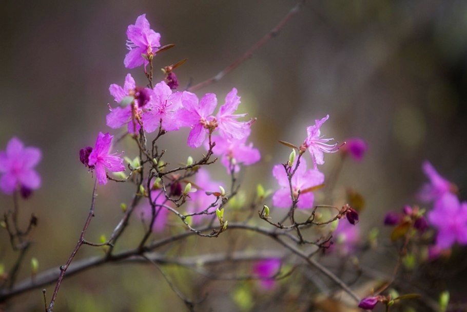 Забайкальский багульник узор