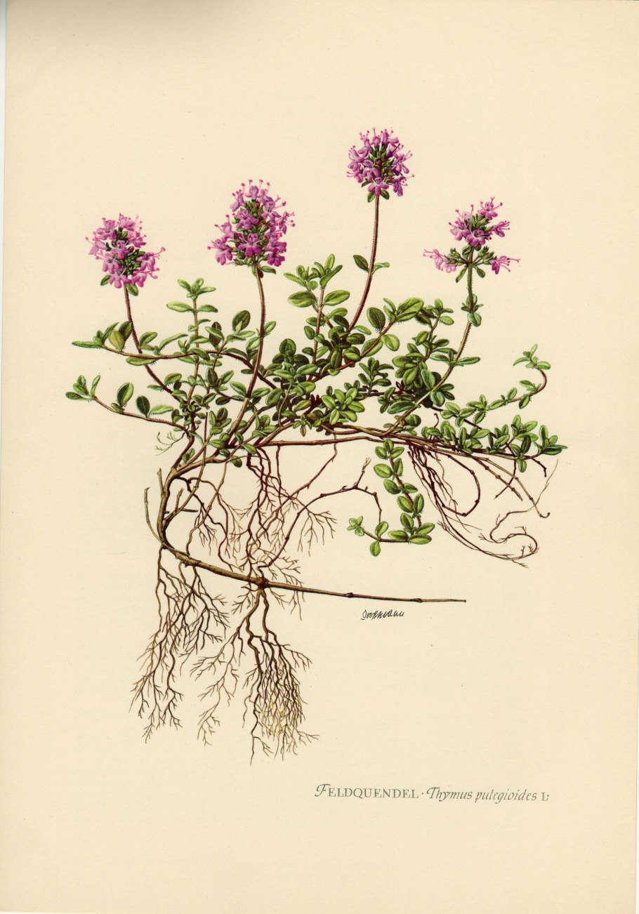 Художница Дарья Чачева