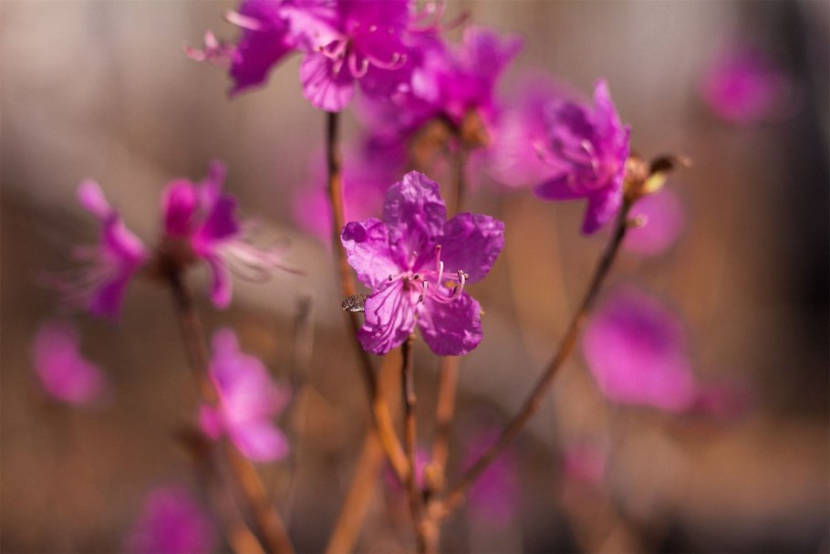 Багульник Дальневосточный