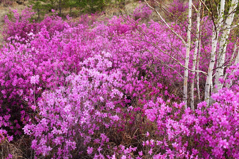 Фотограф Александр Леснянский багульник