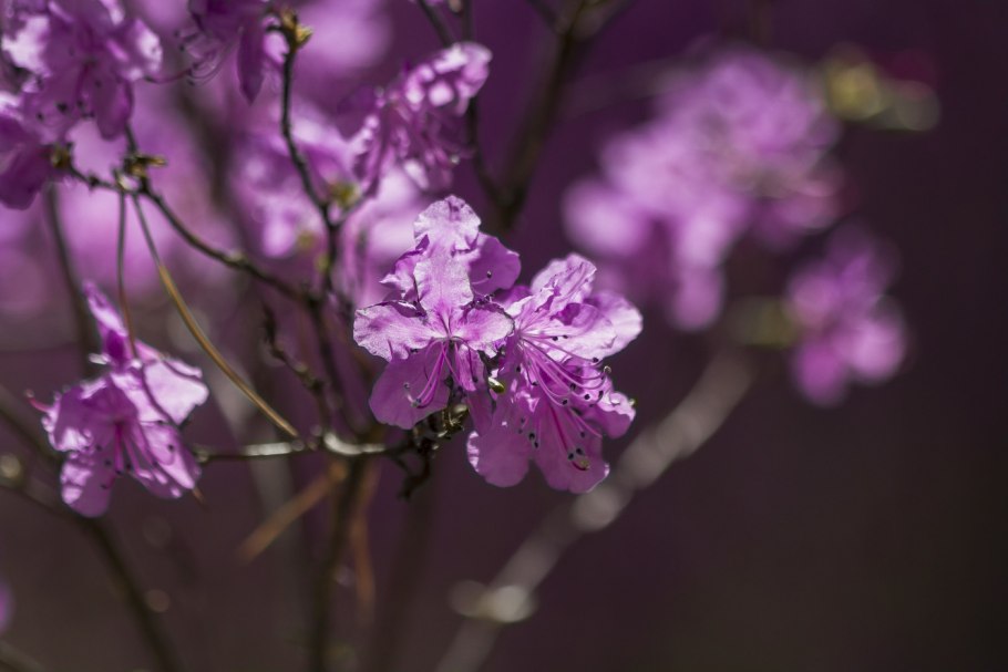 Багульник ветки рододендрон