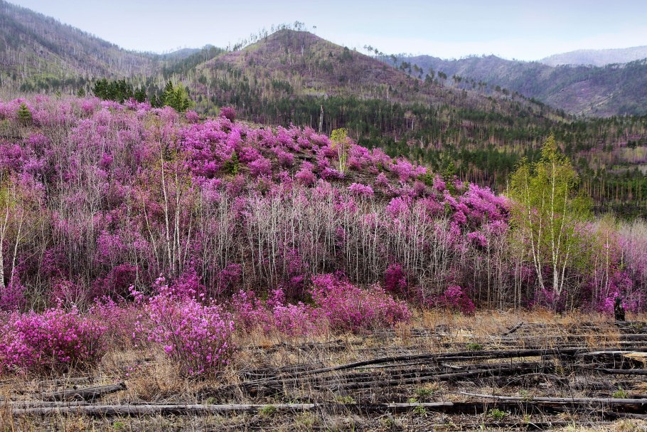 Багульник Пржевальский