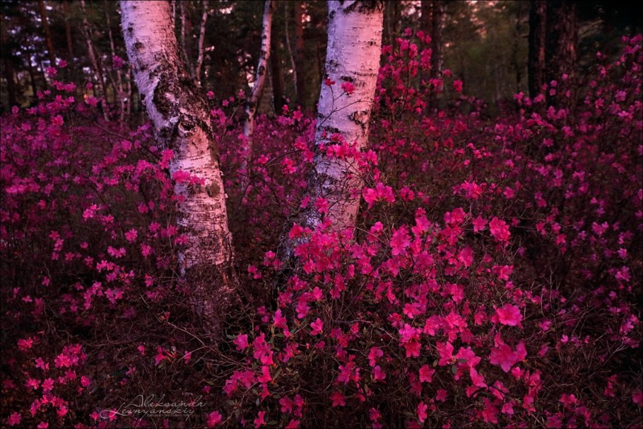 Багульник березовый