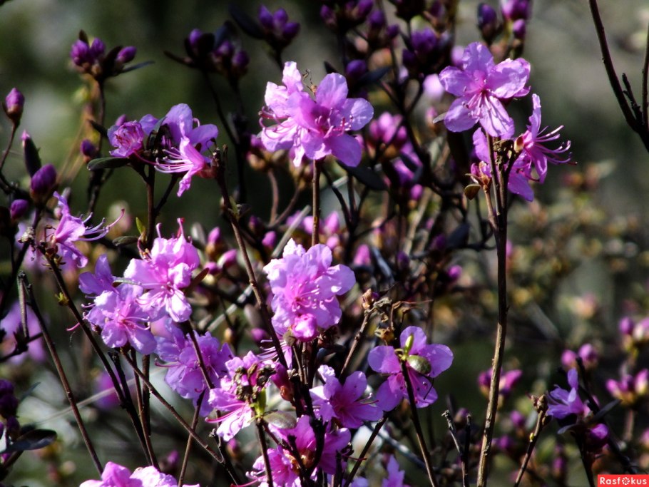 Рододендрон даурский багульник