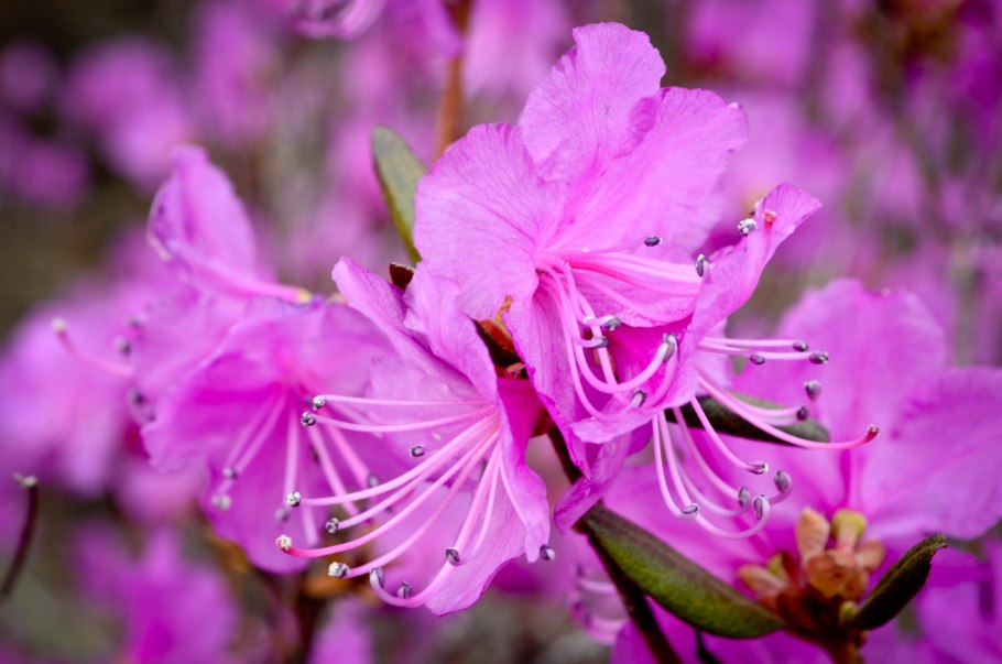 Багульник желтый