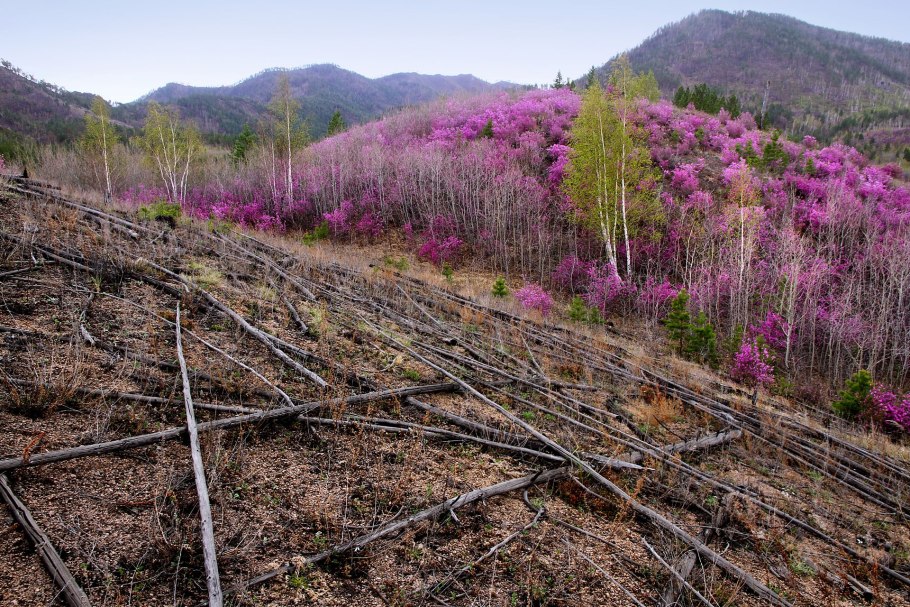 Забайкальский багульник (рододендрон даурский)
