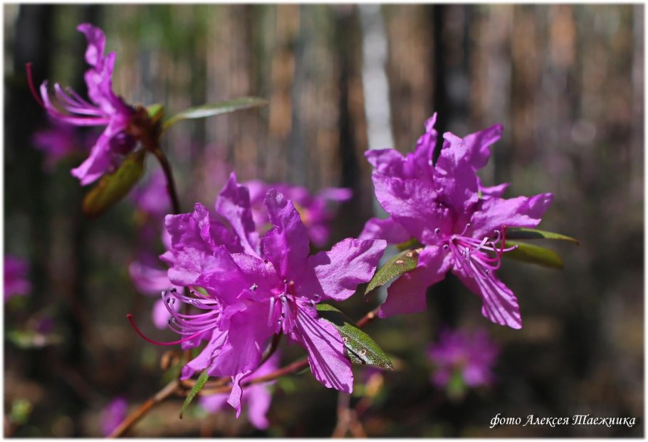 Цветение багульника на Алтае