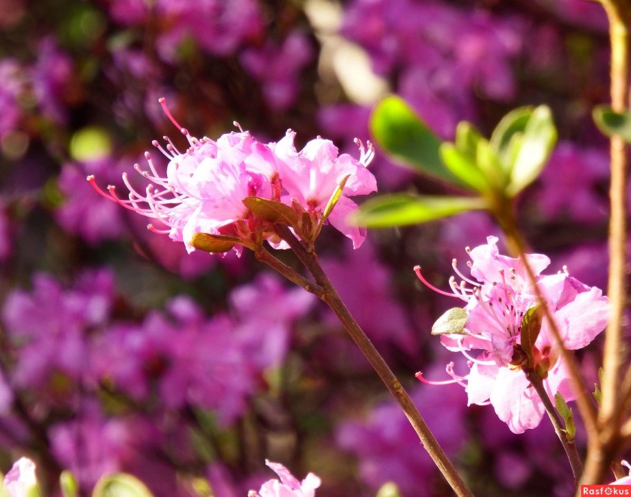 Маральник-это багульник (рододендрон)?