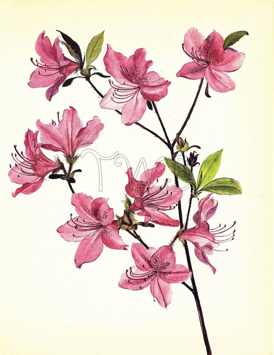 Цветущий багульник