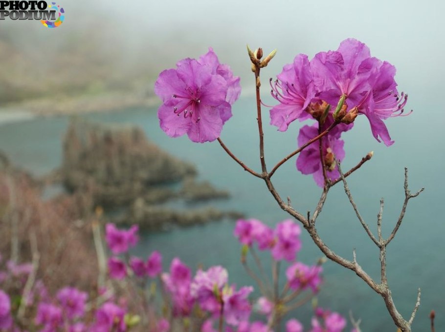Даурский рододендрон – багульник байкал