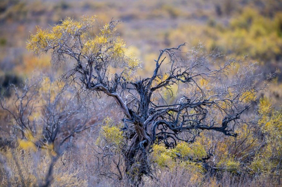 Саксаул белый (Haloxylon persicum)