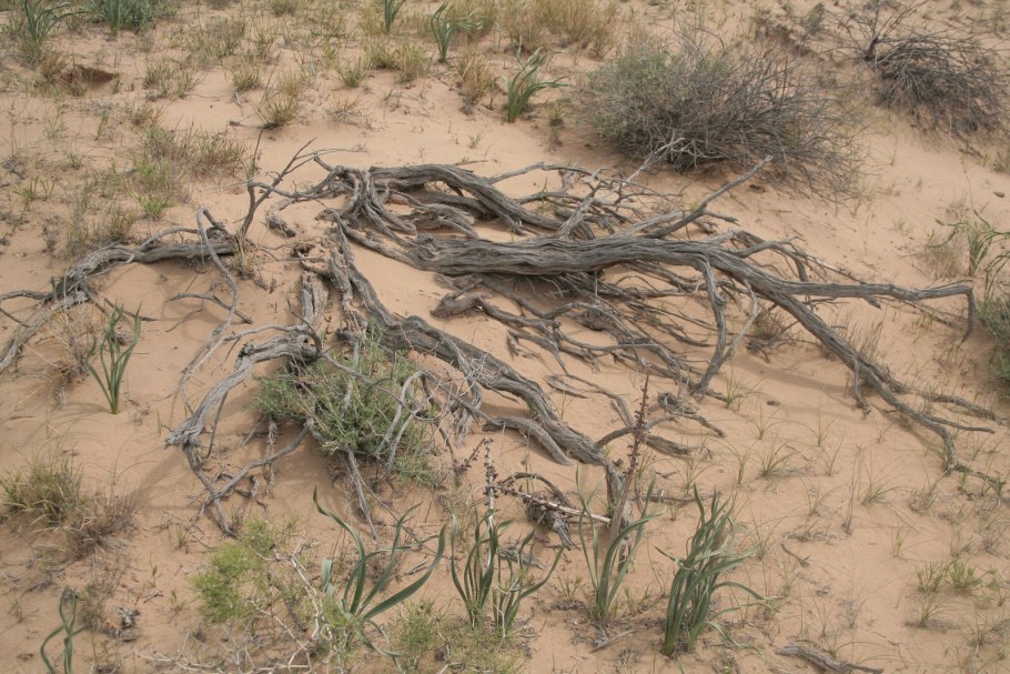 Саксаул в Таджикистане