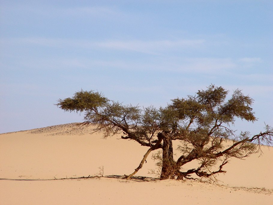 Пустынное дерево саксаул