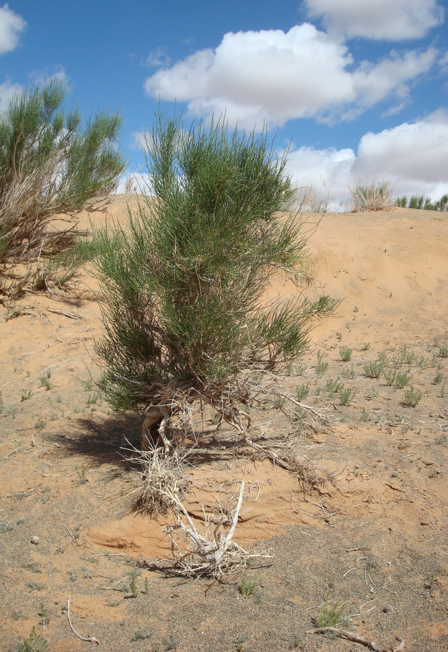 Саксаул черный Haloxylon aphyllum