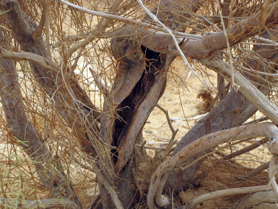 Черный саксаул