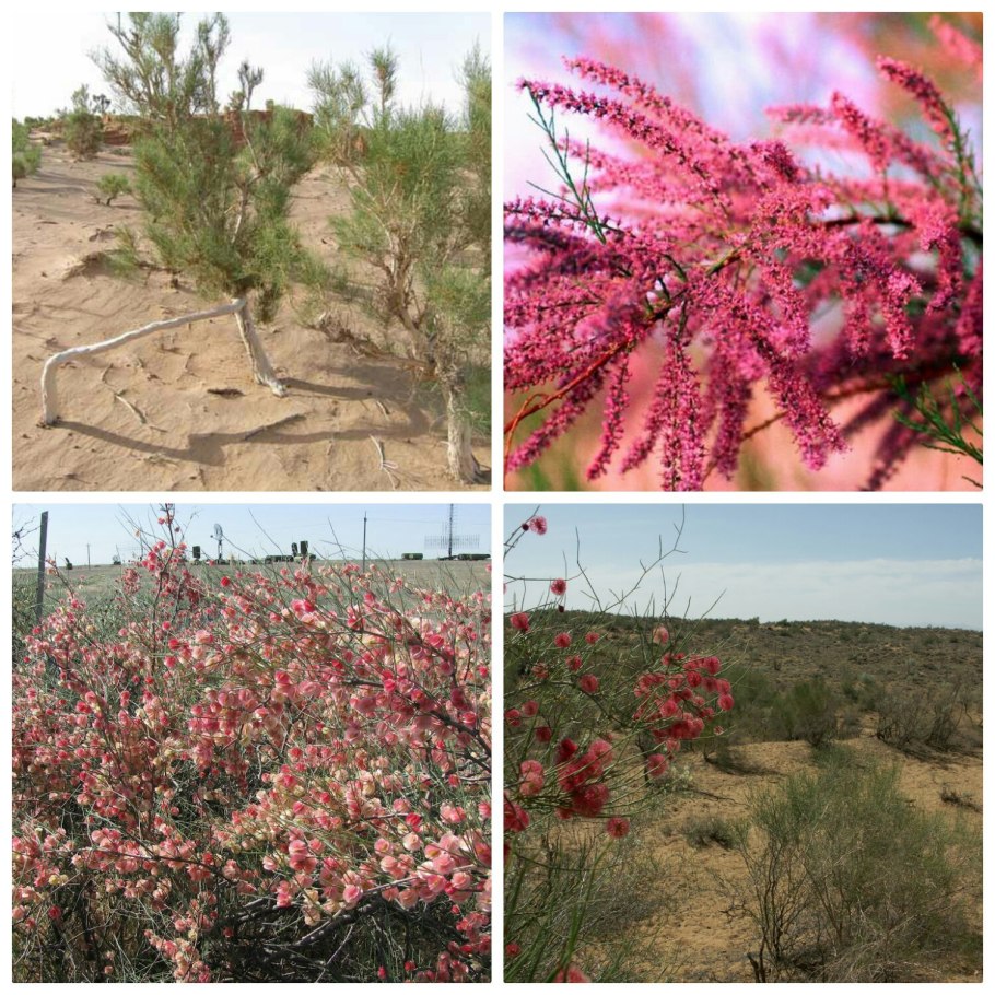 Саксаул куст растение Монголия