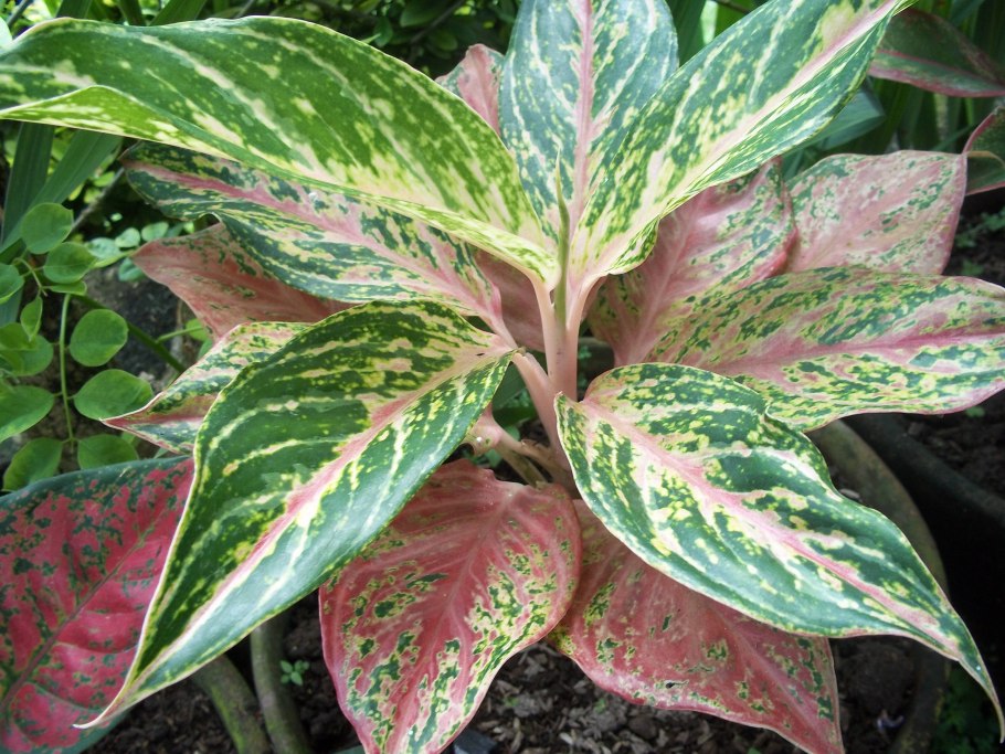 Аглаонема Леон