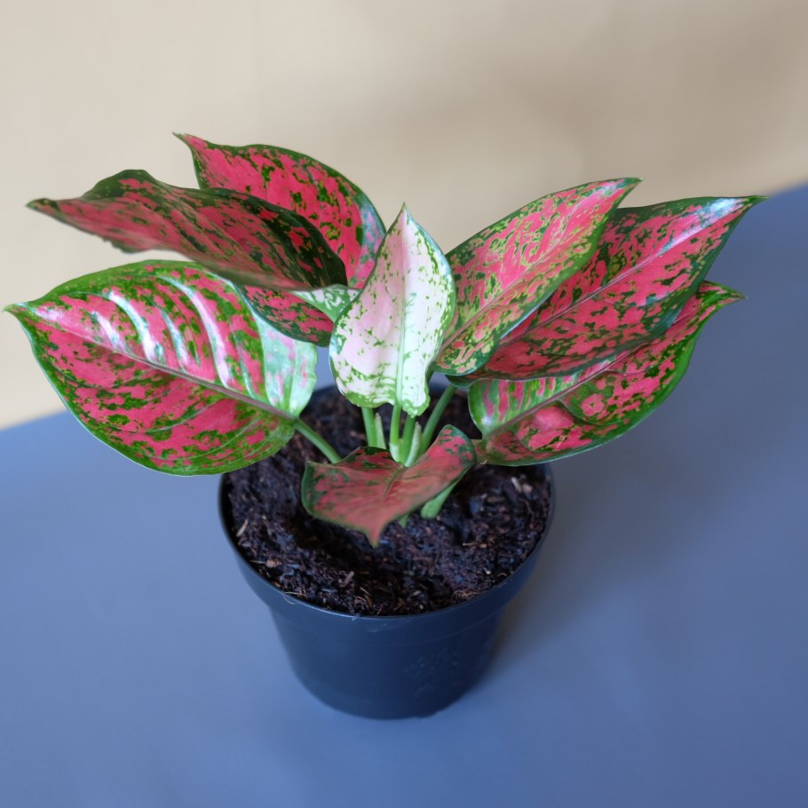 Аглаонема серебряная Королева