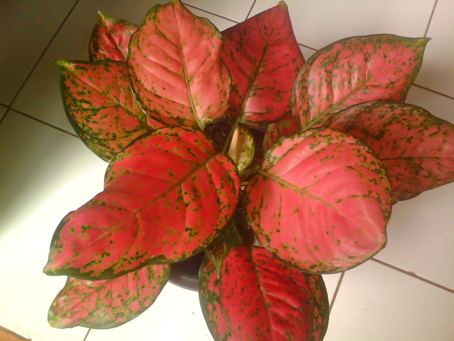 Аглаонема Леон