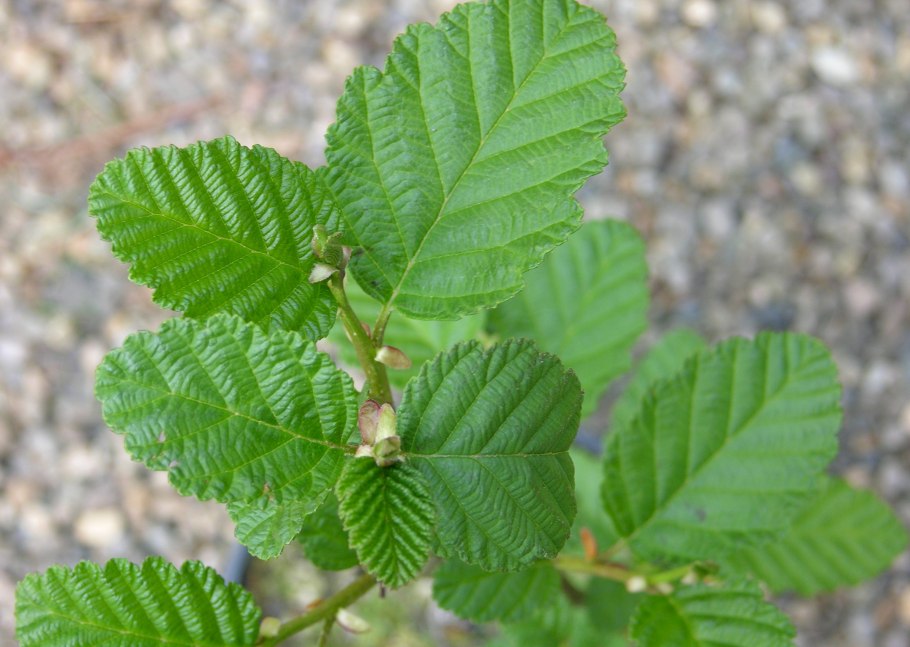Alnus japonica
