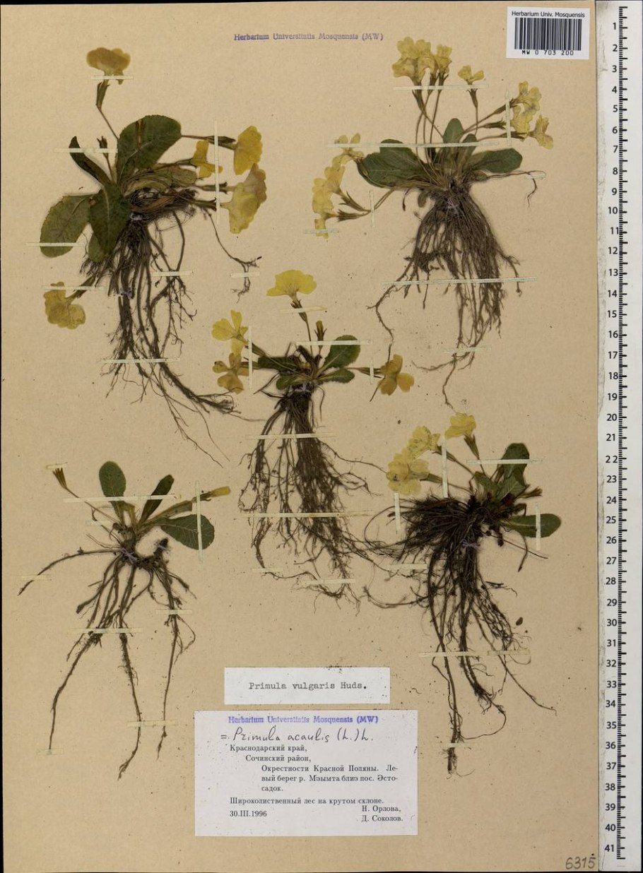 Цветок капусты белокочанной