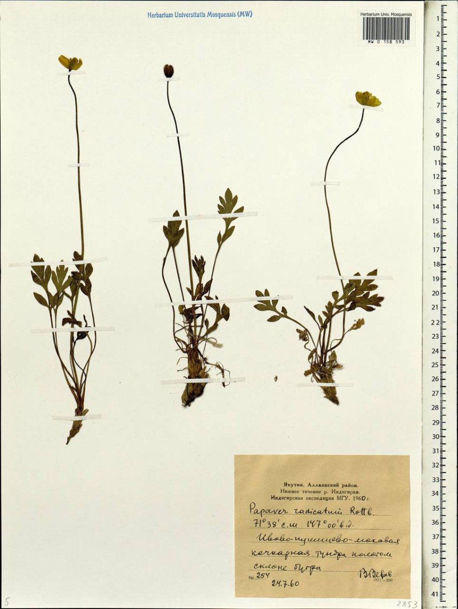 Видоизменённые корня свеклы