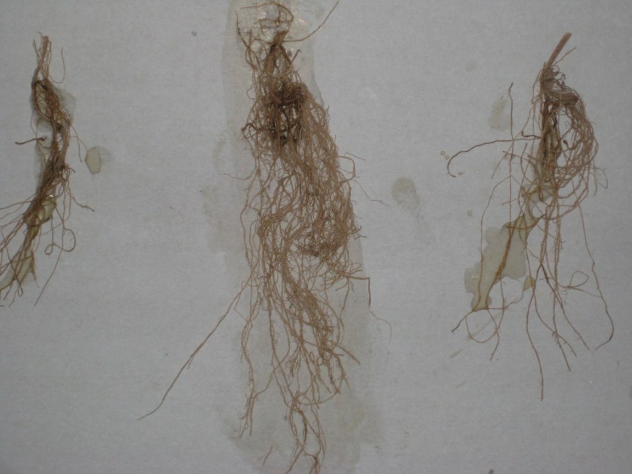 Корневые клубеньки