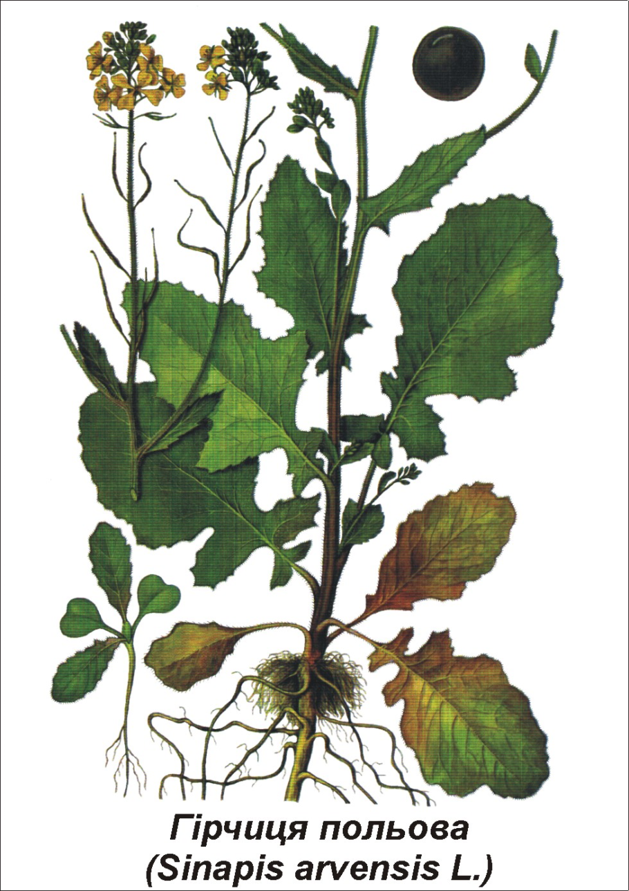 Горчица полевая sinapis arvensis