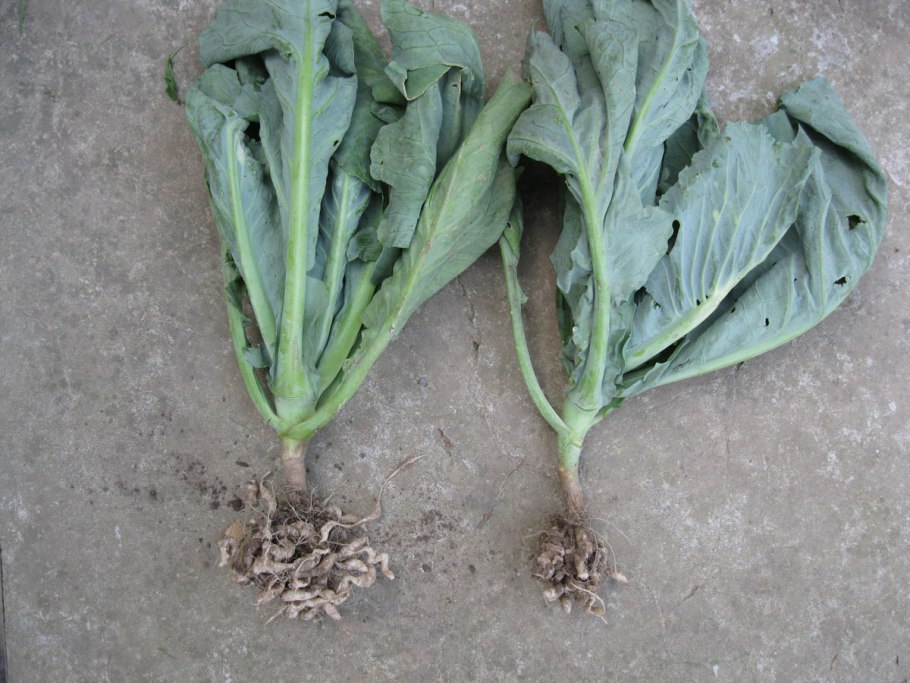 Сурепка семена