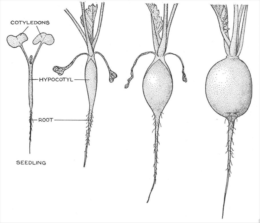 Fibrous and Taproot roots