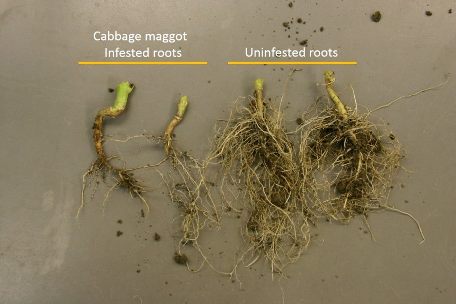Ярутка Полевая ботаника