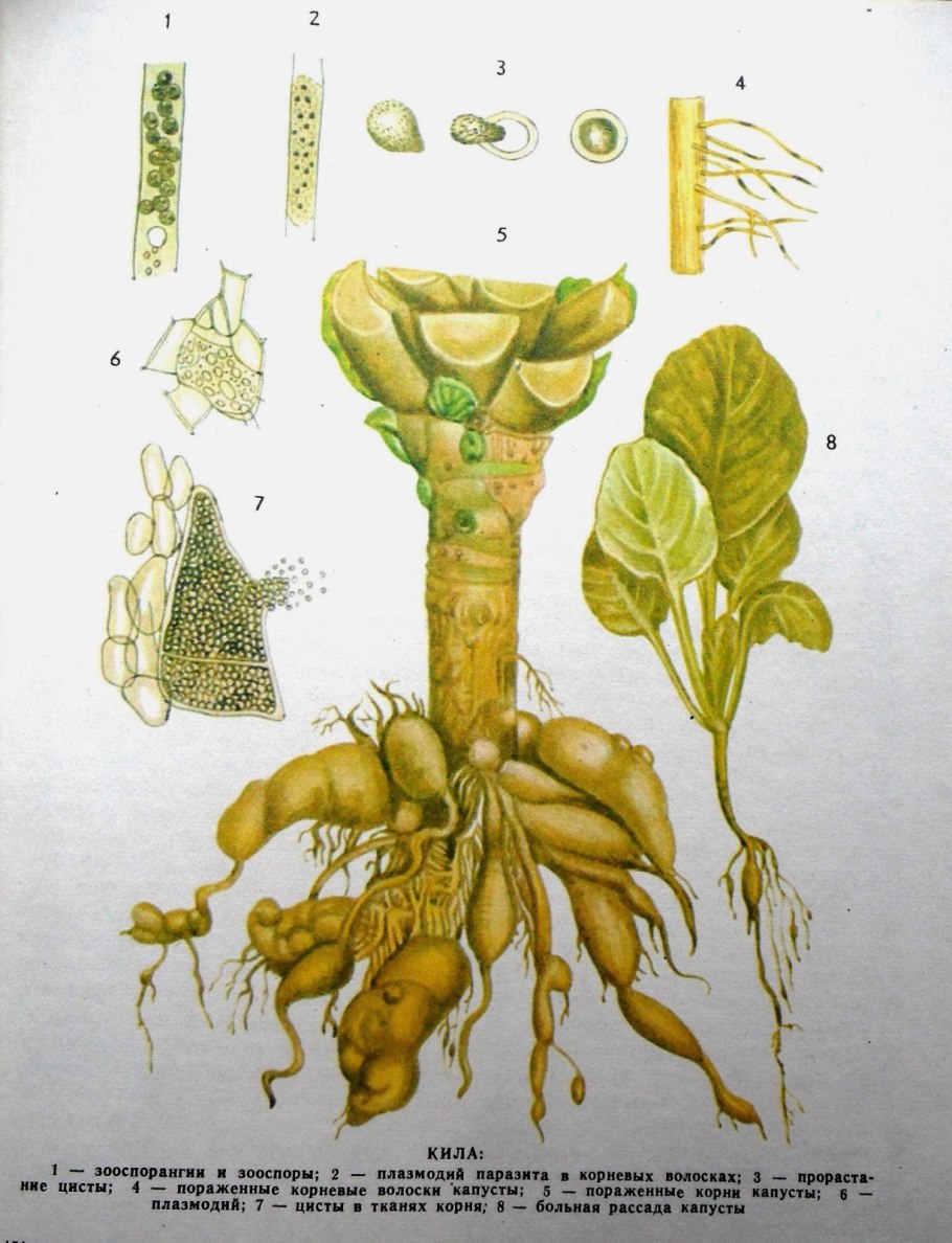 Плазмодиофора кила капустная