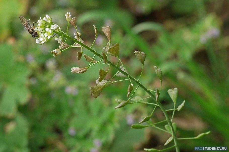 Редька Дикая (Raphanus raphanistrum)