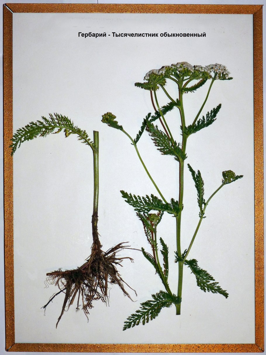 Тысячелистник обыкновенный