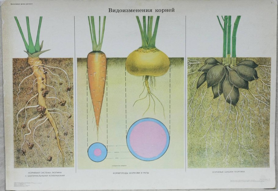 Пастушья сумка обыкновенная