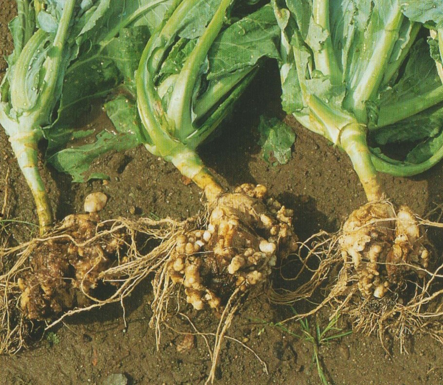 Capsella Bursa-pastoris рисунок