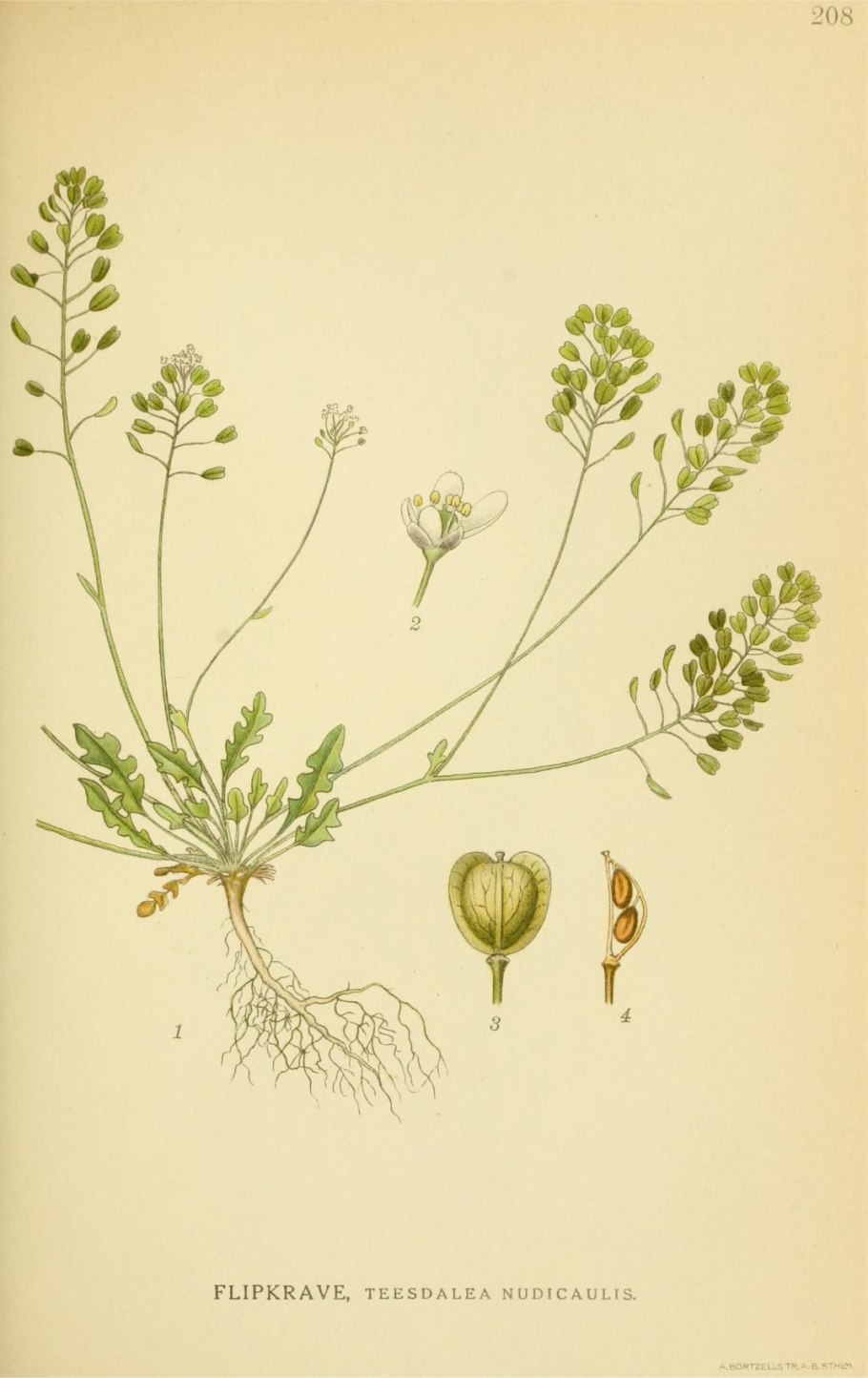 Растение пастушья сумка